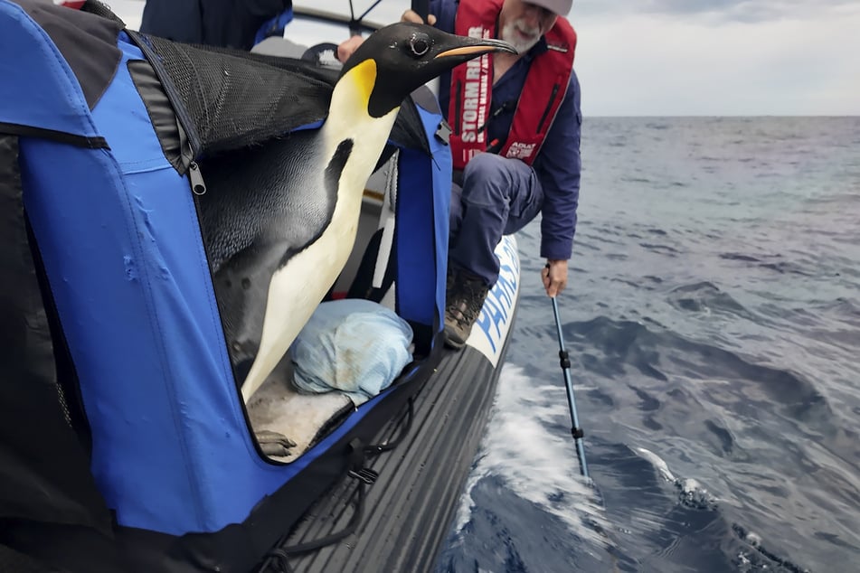 Mit einem kleinen Boot wurde Pinguin Gus zurück aufs Meer gebracht.