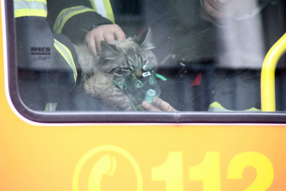 Die Katze wurde mit einem Sauerstoffgerät beatmet.