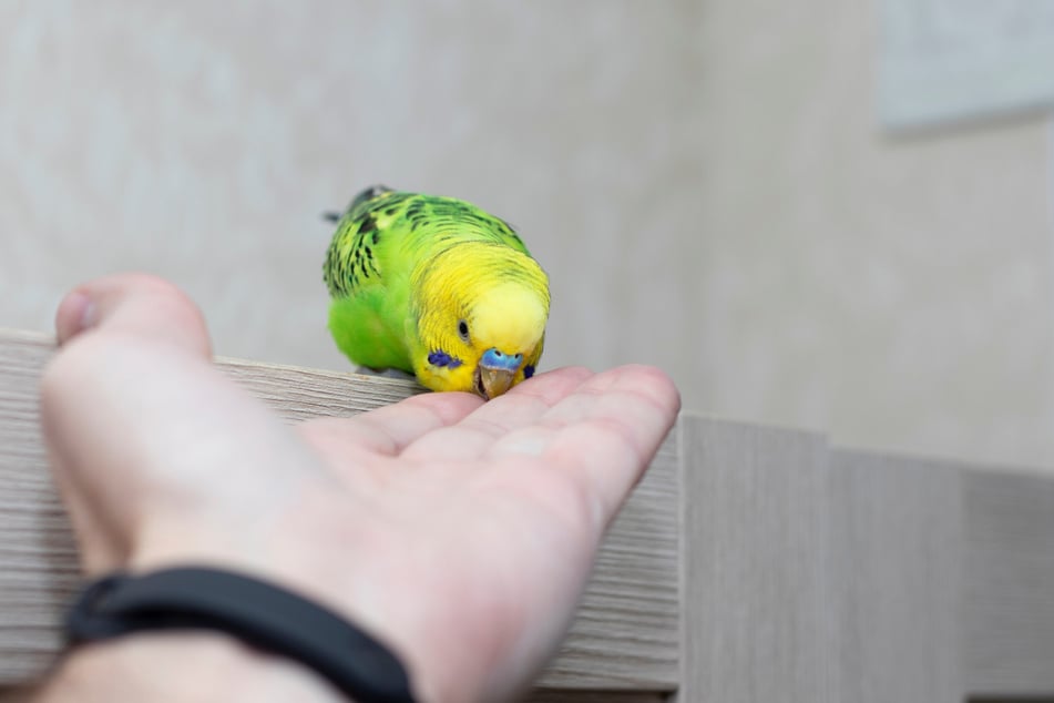 Zahme Wellensittiche fressen Apfel auch aus der Hand.