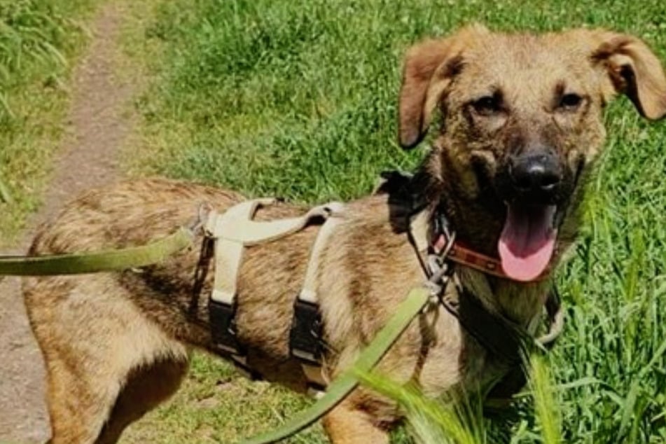 Cassy n'a pas appris grand-chose dans sa vie jusqu'à présent. Le refuge pour animaux recommande en tout cas de fréquenter une école pour chiens.