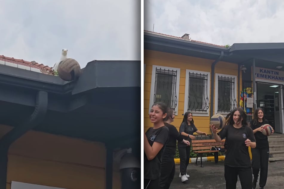 Die Möwe haut den Ball wirklich vom Dach. Die Schülerinnen rennen jubelnd zum Spielfeld zurück.