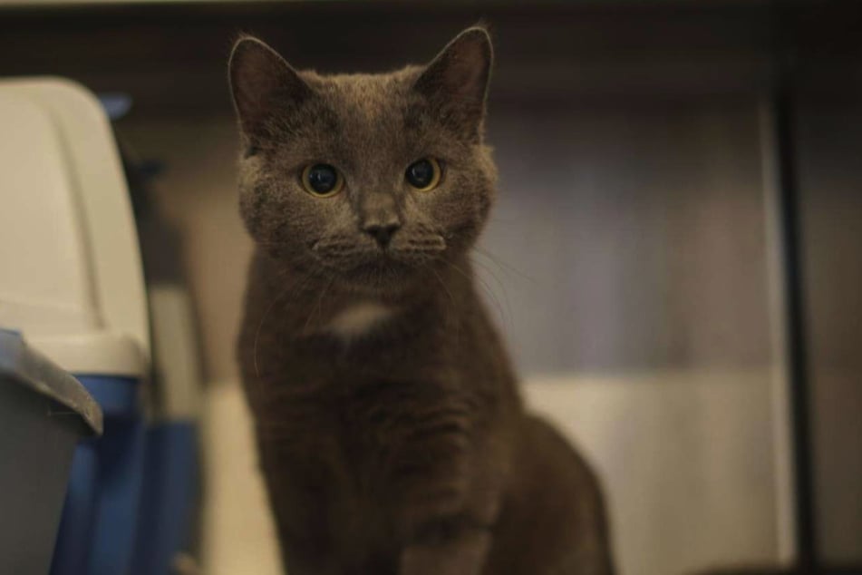 Sherlock mag es ruhig und wünscht sich von seiner Familie Geduld.