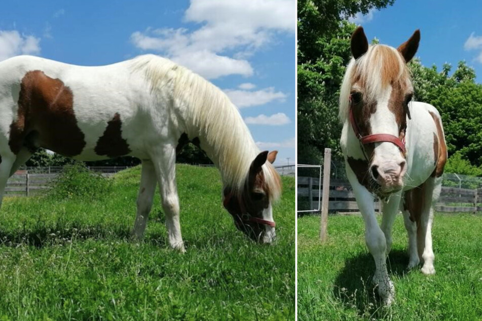 Vom Wanderzirkus auf den Gnadenhof: Pony Apache hofft auf Happy End
