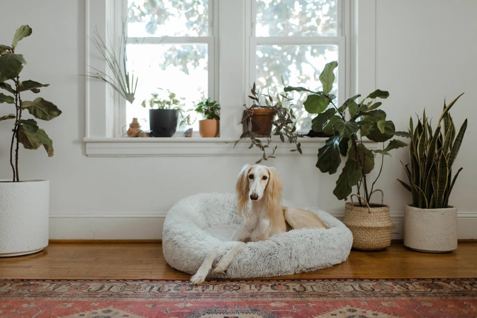 Zimmerpflanzen sorgen nicht nur für frische Luft, sondern können für Hunde zur Lebensgefahr werden.