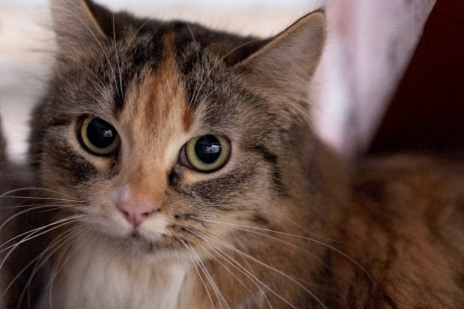 Stella lebt zurzeit im Mandthaus im Tierheim Troisdorf. Dort werden besonders scheue Katzen untergebracht.