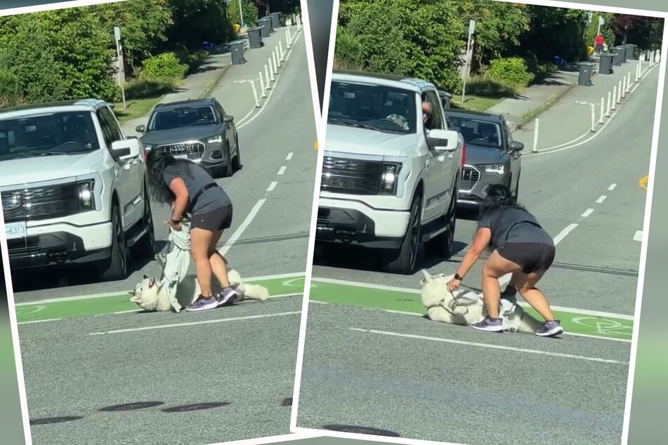 Mitten auf einer Kreuzung versucht ein Husky sein Frauchen zum Spielen zu animieren.