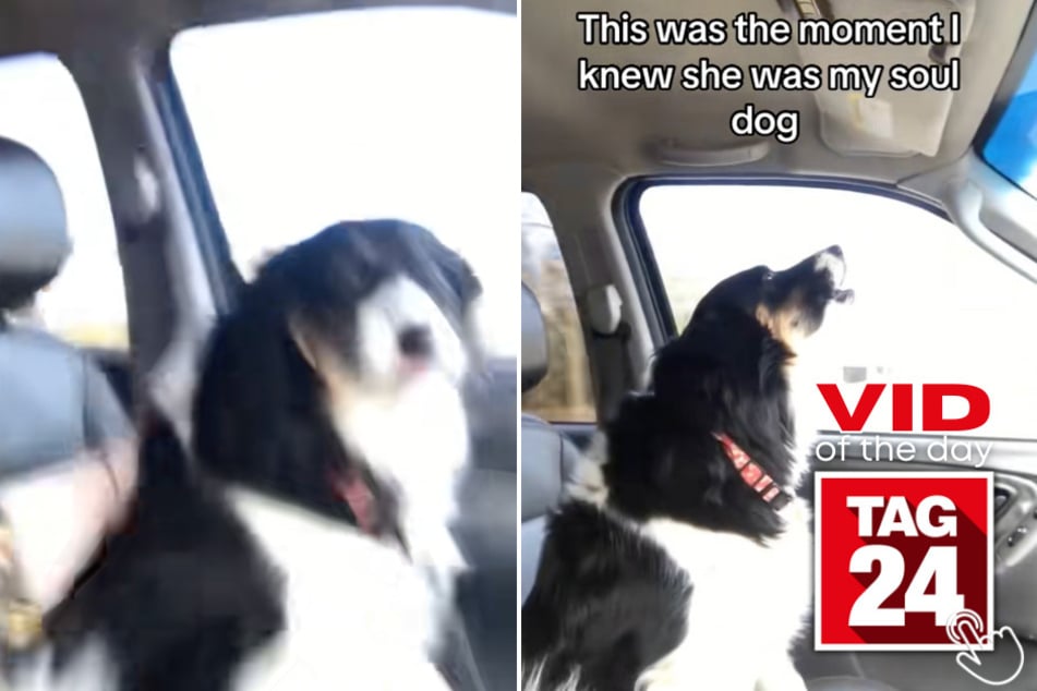 This dog couldn't resist being his owners backup singer in the car!