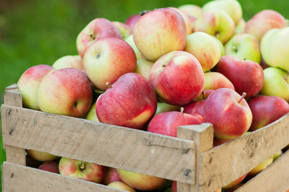 Rund 250 Kilo Äpfel klaute ein Unbekannter im Unstrut-Hainich-Kreis (Symbolbild).