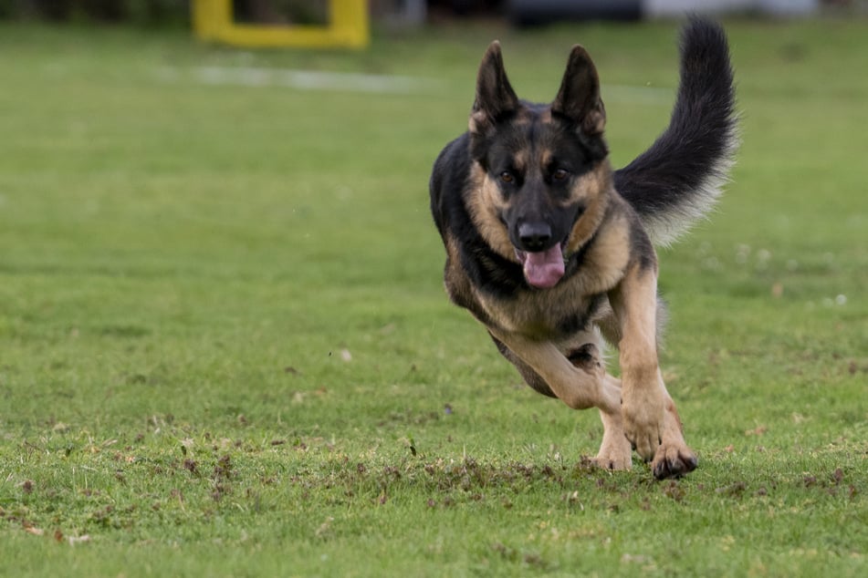 Im Ostalbkreis kam es zu einem tödlichen Angriff unter Hunden.