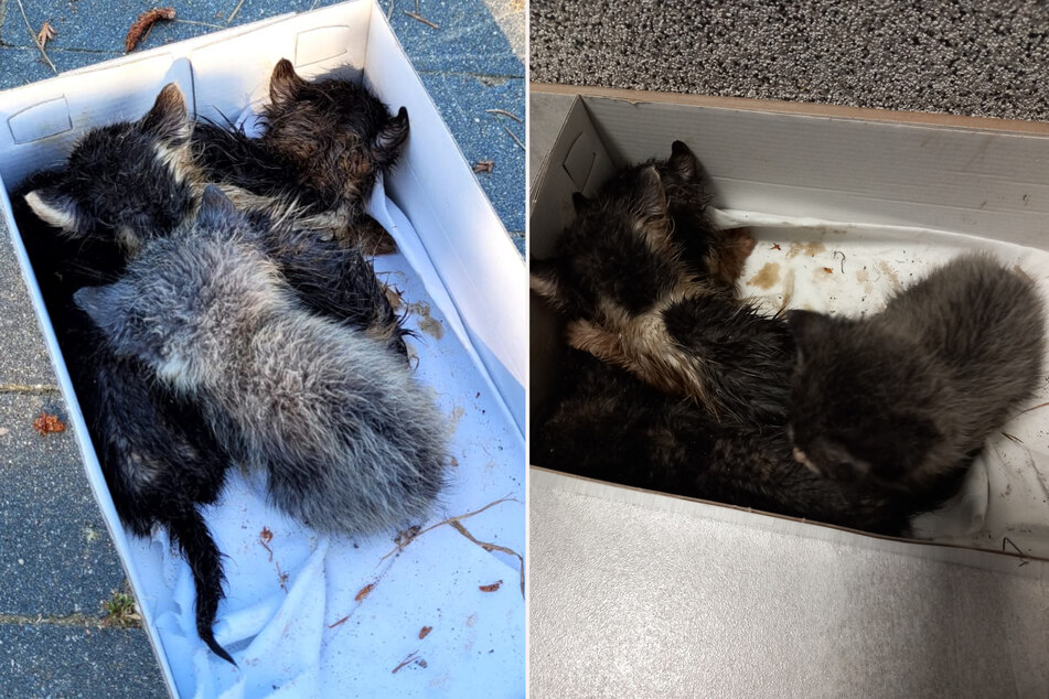 Diese vier kleinen Katzen wurden in einem Mülleimer gefunden.