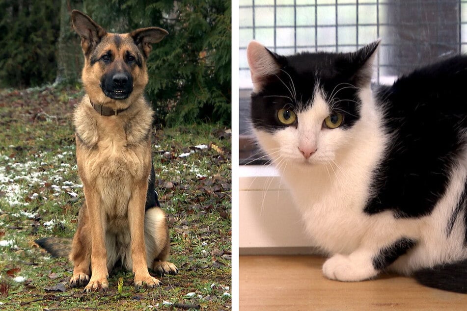 Schäferhündin Alisha war stark abgemagert, als sie ins Tierheim kam. Europäisch-Kurzhaar-Katze Molly ist sehr ängstlich und muss sich erst an Menschen gewöhnen.