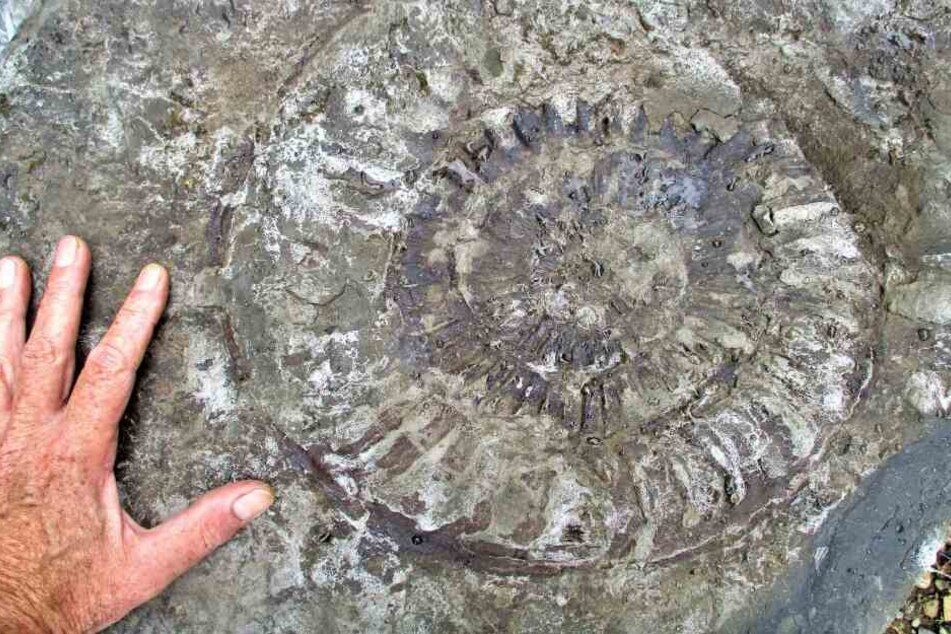 200 Kilogramm ist das Fossil schwer.