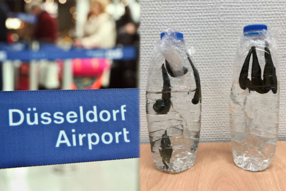 Die Tiere wurden am Düsseldorfer Flughafen vom Zoll beschlagnahmt beschlagnahmt.