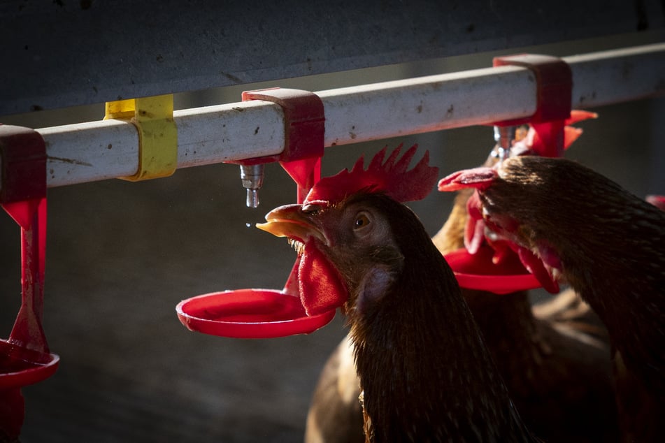 A first US case of human infection with the bird flu virus for nine months has been confirmed in Washington state.