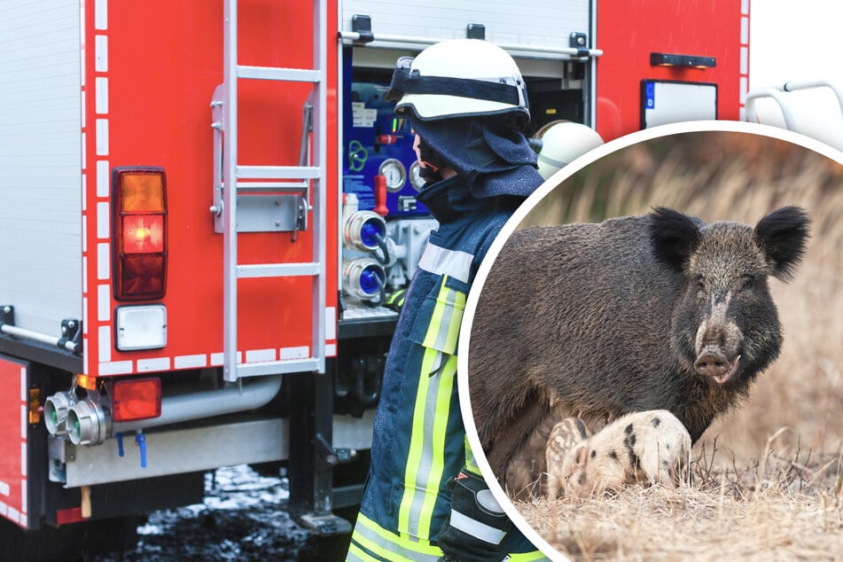 Heftiger Unfall zwischen Audi und trächtigem Wildschwein: Tote Frischlinge liegen auf der Straße