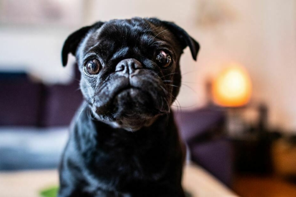 Die Mops-Dame "Edda" war beim Verkauf der Stadt nicht gesund. Daher klagt die Besitzerin.
