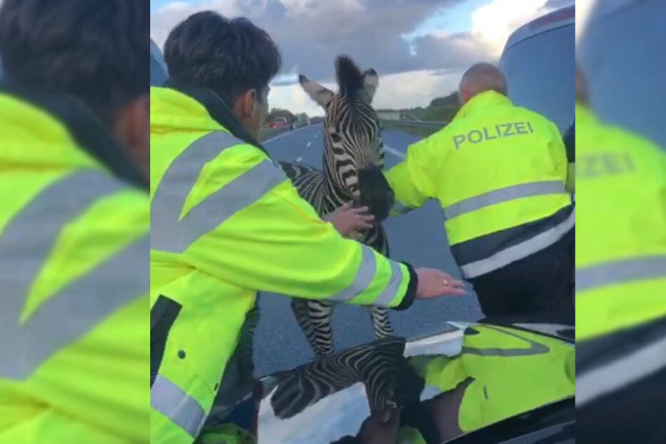 Die Polizei versucht das Zebra auf der Autobahn eingefangen.