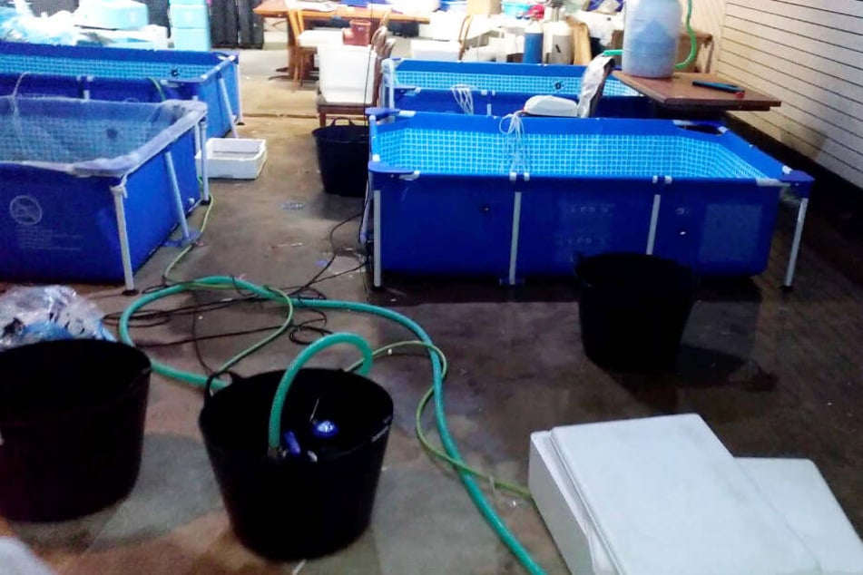 Die Zoll-Fahnder fanden in dem geschlossenen Restaurant vier große Wasserbecken sowie weiteres Equipment.
