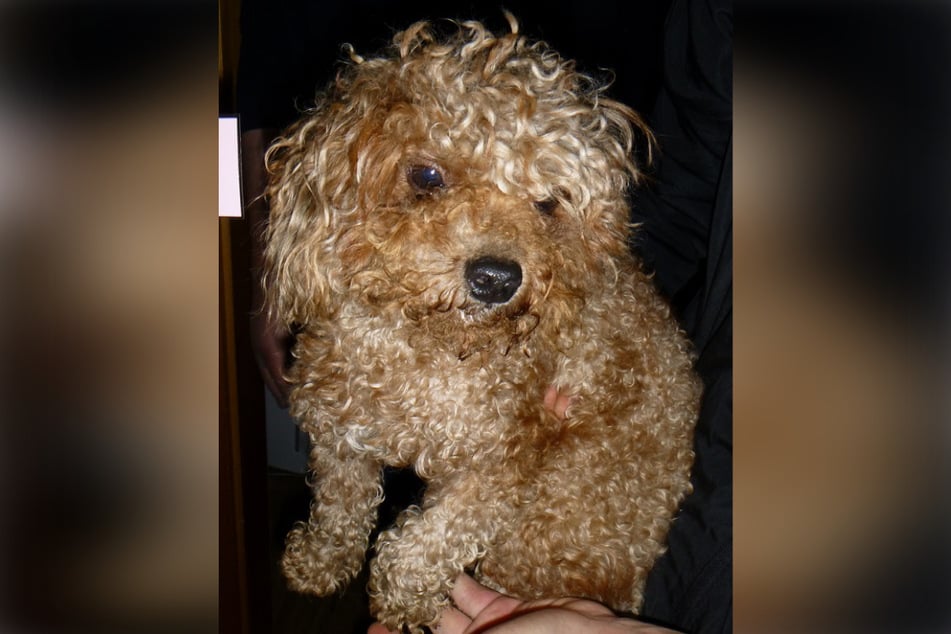 Zahlreiche dieser kleinen Bolonka-Zwetna-Hunde wurden von der Polizei 2022 beschlagnahmt.