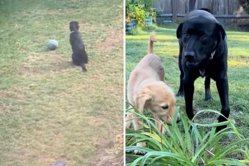 Betty the Labrador dog used to seem lonely, but then her owners brought home Golden Retriever puppy Mitzi.