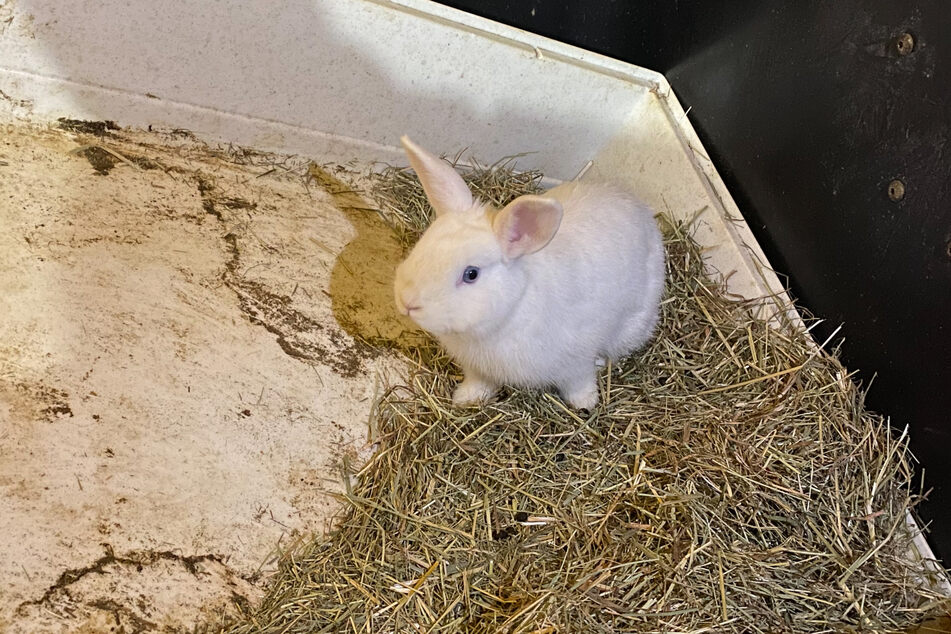 In dieser Transportbox fand man das süße Kaninchen am Dienstag in einer Mülltonne eines Aschaffenburger Hinterhofs.