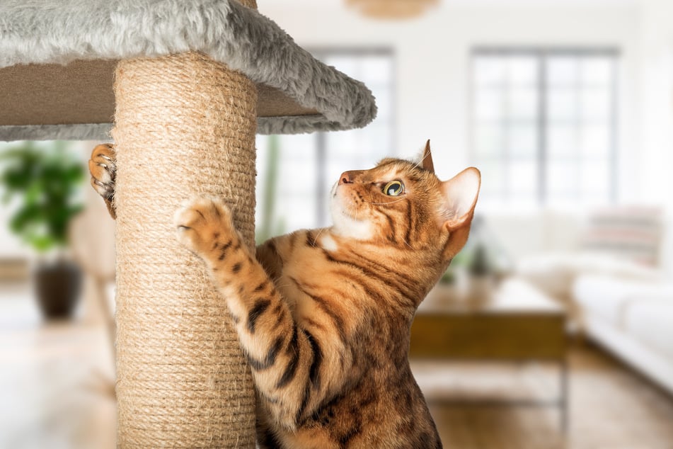 Katzen brauchen einen Kratzbaum, an dem sie ihre Krallen wetzen können.