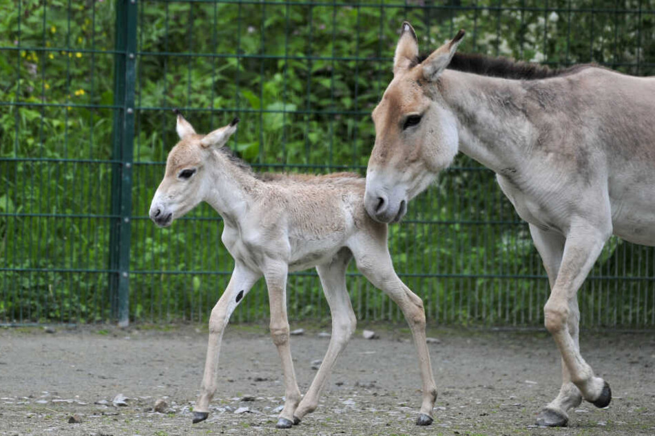 Im Tierpark Chemnitz hat Wildesel-Mama Aria ein kleines Kulan-Fohlen geboren.