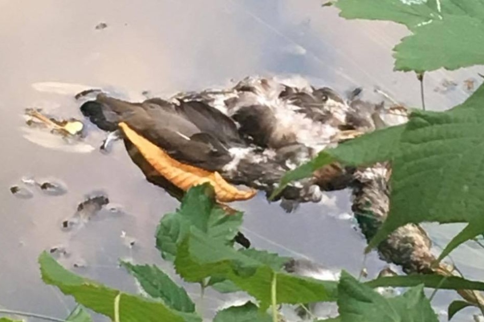 Die toten Tiere wurden im Schlossteich entdeckt.