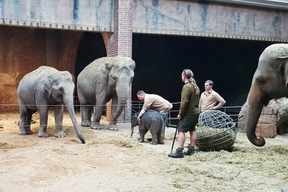 Behutsam lernt das Jungtier seine Tanten Rani (9, l.) und Don Chung (36) kennen.