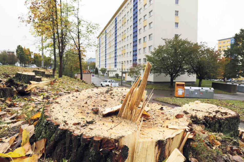 Immer wieder müssen in unseren Großstädten Bäume weichen, weil sie Bauprojekten oder wie hier in Chemnitz dem Straßenausbau im Wege stehen.