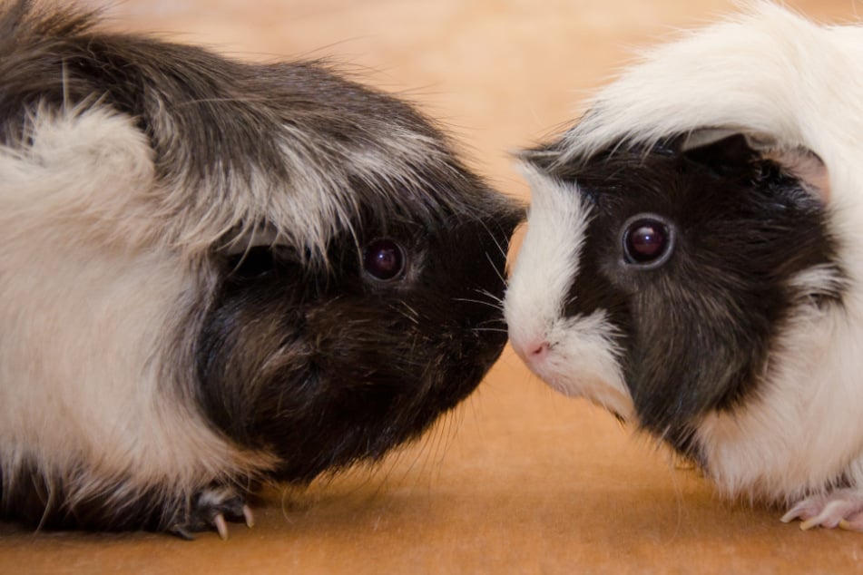 Für Harmonie im Gehege: Kann man Meerschweinchen vergesellschaften?
