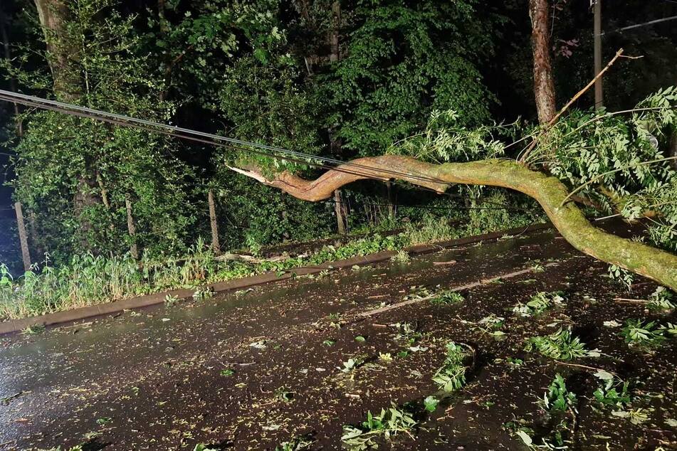Durch die starken Winde stürzten überall im Land - auch in Solingen - Bäume auf die Straße.