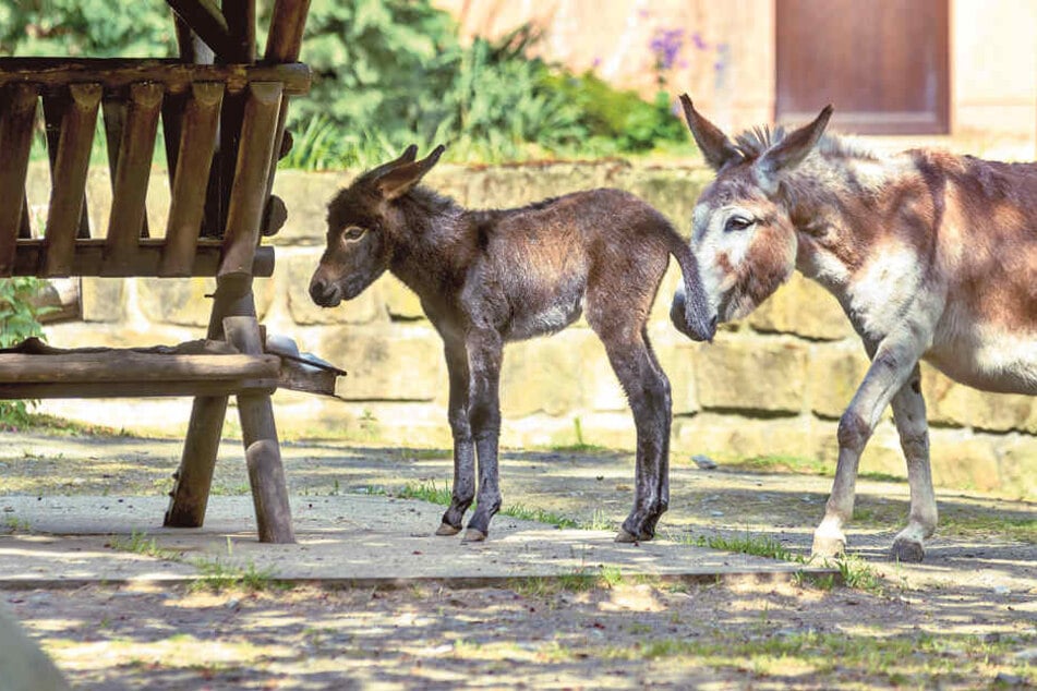 Wie süß und schon ganz selbständig, der kleine Hengst.