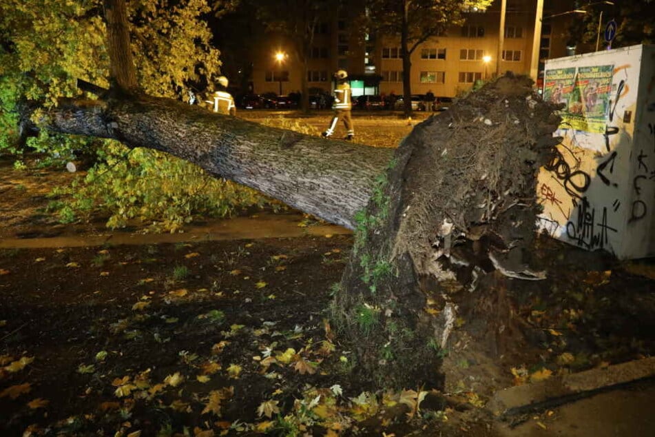In Dresden am Trinitatisplatz fiel ein Baum auf die Oberleitung der Straßenbahn.
