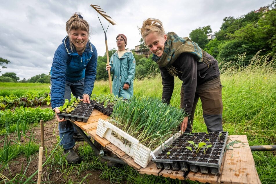Die Heilpädagoginnen Frederike Marks (28, l.) und Magdalena Kaufmann (29, r.) arbeiten gemeinsam mit Paul im Gemüsegarten des Sophiengrunds.