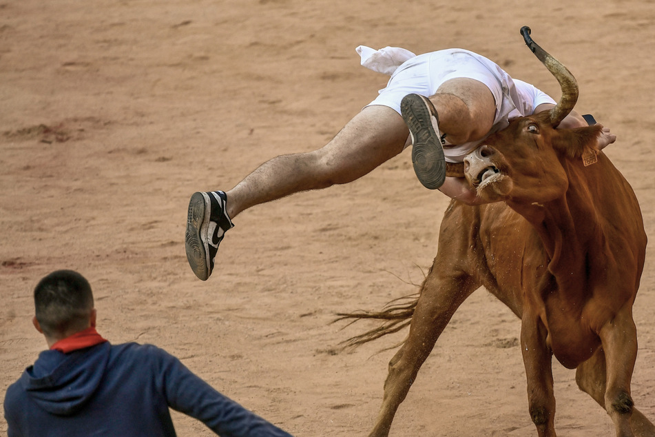 Ein Teilnehmer wird am Ende des vierten Stiertreibens von einer Kuh in die Luft geschleudert.