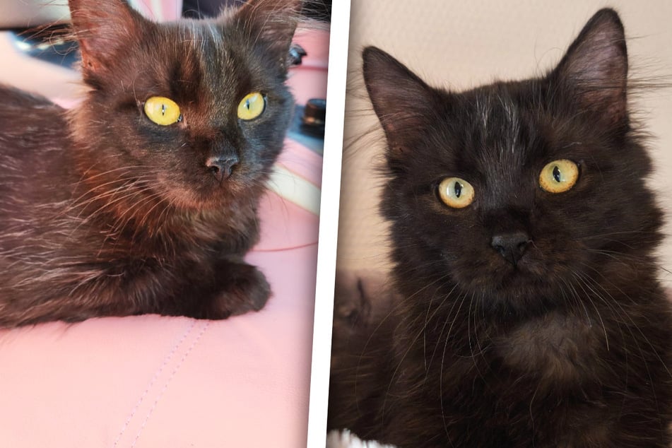 Es geht bei Kater Besen um Leben und Tod: "Fühlt sich wie kleines Wunder an"