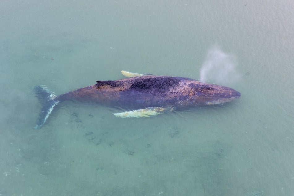 Der Wal liegt wenige Meter vor der Küste auf einer Sandbank und kann sich nicht befreien.