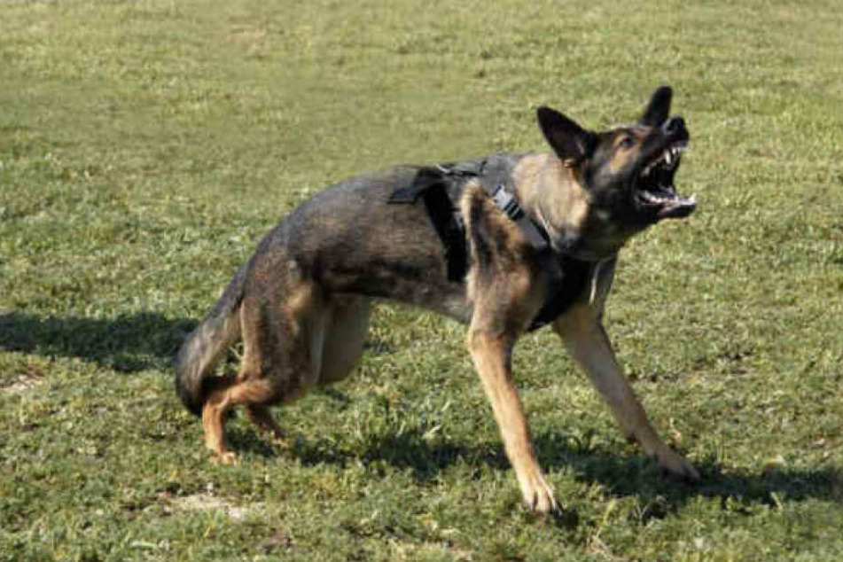 Ein Schäferhund hat ein Mädchen (3) in Leipzig-Grünau gebissen. (Symbolbild)
