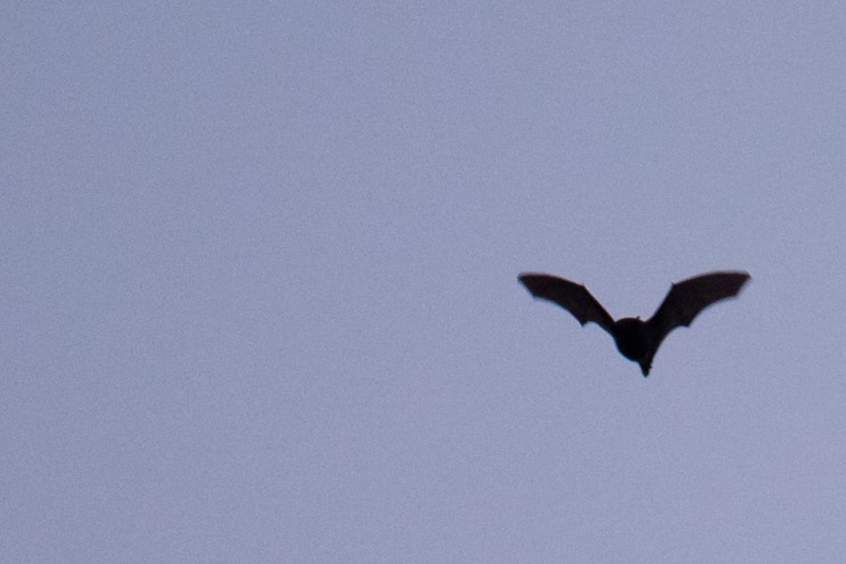 Akrobatik am Himmel: Hier könnt Ihr in Sachsen die Flugkunst von Fledermäusen bestaunen