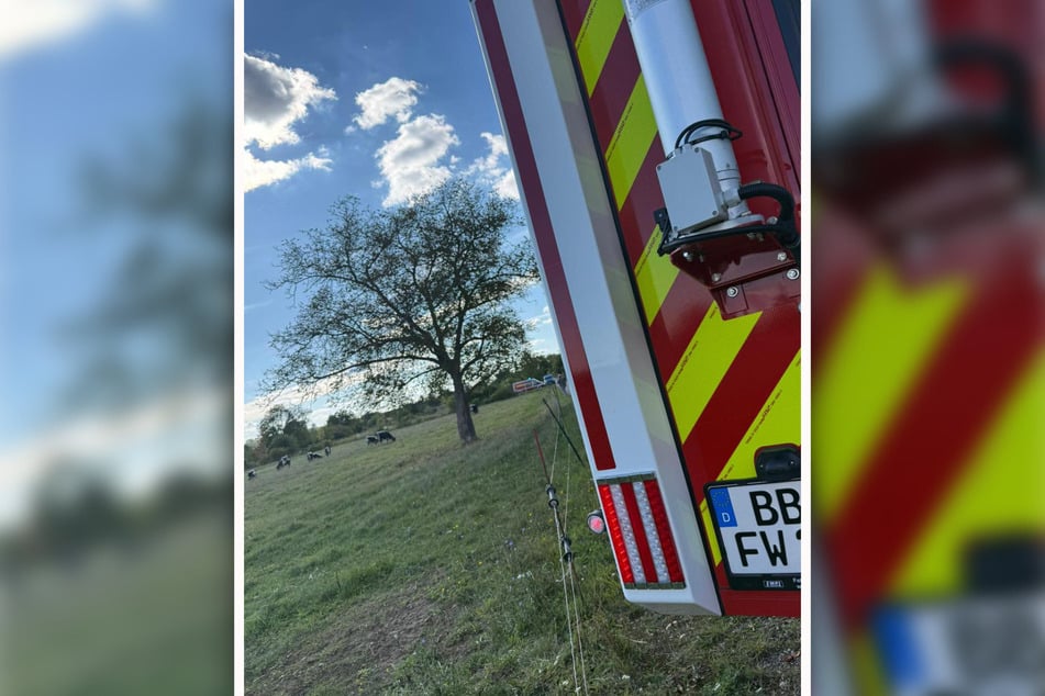 Die Feuerwehrleute mussten den Verletzten bergen, ohne dabei selbst von den Kühen angegriffen zu werden.