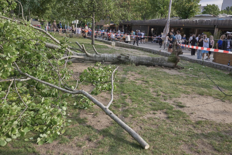 Berlin: Mauerpark: Baum stürzt um und trifft Menschengruppe
