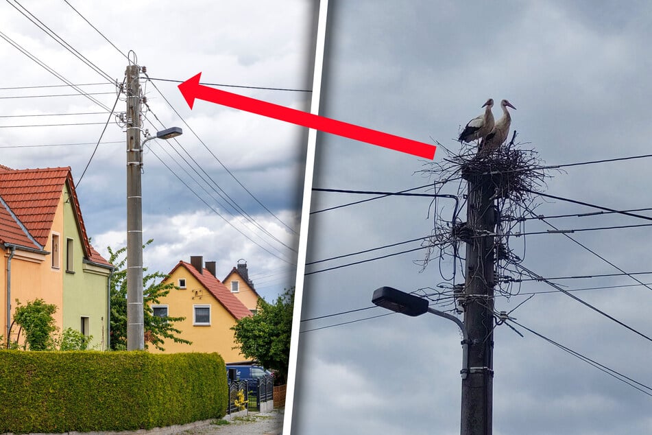 Der Horst auf dem Strommast an der Masseneistraße wurde von der SachsenEnergie entfernt. Die Störche hatten ihr Zuhause aus zusammengesuchten Ästen und Zweigen gebaut, bis es zerstört wurde.