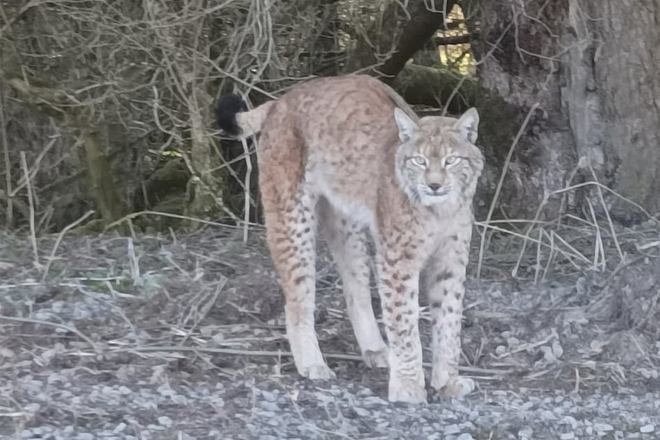Ein Spaziergänger entdeckte erst Ende März bei Oberhof einen Luchs.
