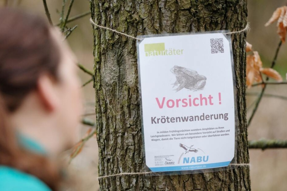 Auf Kröten, Frösche und Molche solltet ihr in nächster Zeit achtgeben. (Symbolbild)