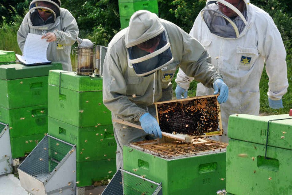 Das betroffene Bienenvolk wurde getötet - die Krankheit hatte sich aber nicht ausgebreitet. (Symbolbild)
