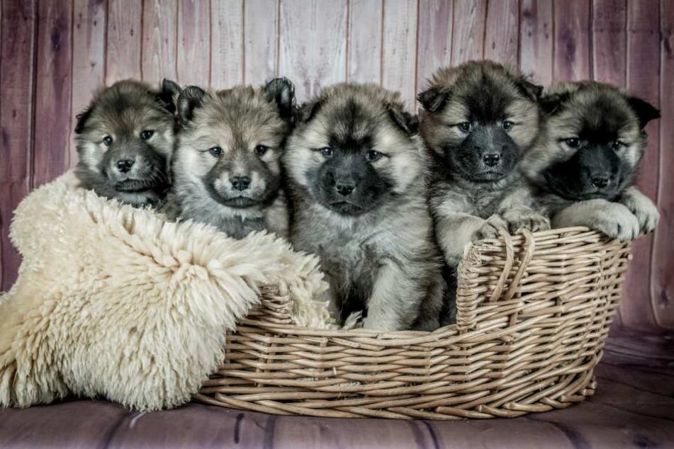 Können Hündinnen ihre Tage kriegen? Alle Infos zur Hunde ...