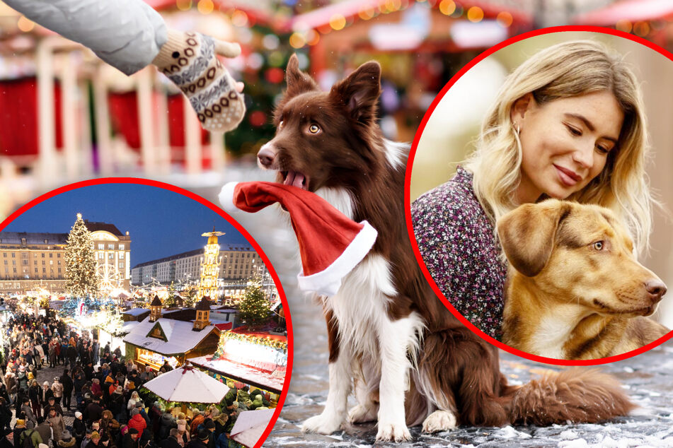Weihnachtsmarkt-Besuch mit Hund: "Fast alle zeigen Stress-Symptome"