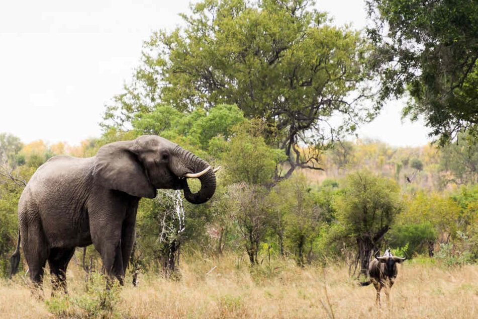 Der Naturschutz in Afrika hat es dem 66-Jährigen angetan. (Symbolbild)