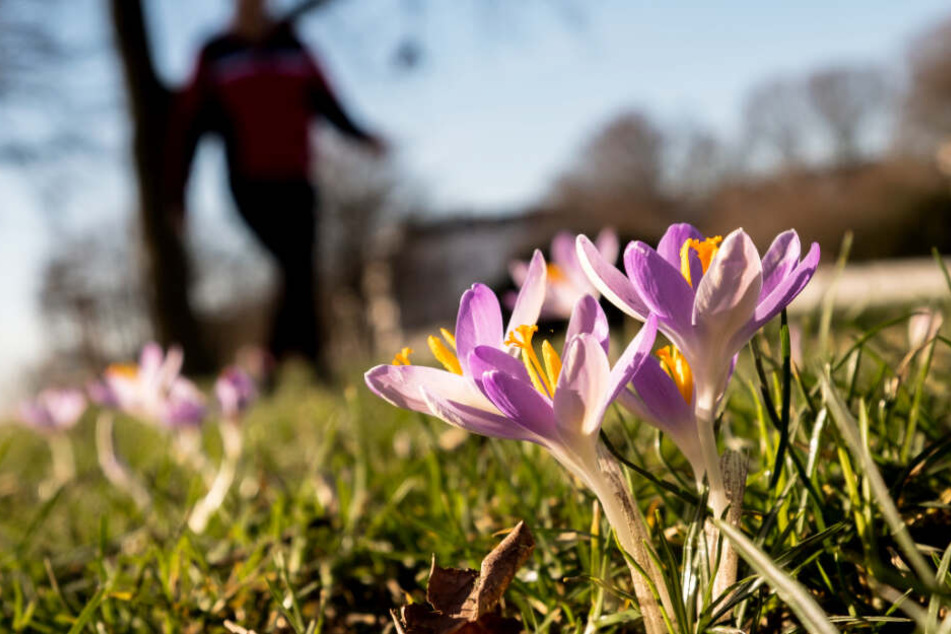Krokusse blühen bereits auf einer Wiese in Hamburg.